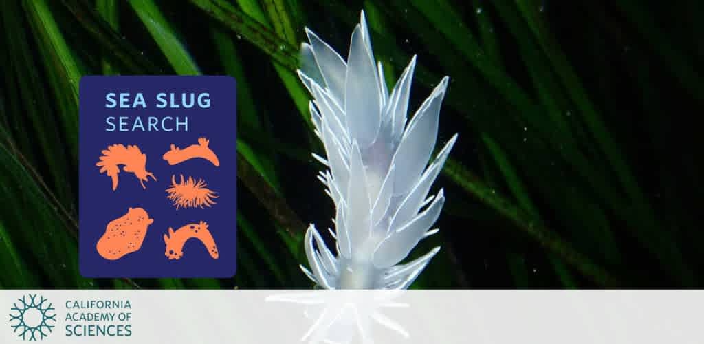 A white sea slug among green seaweed with a blue panel showing sea slug illustrations and the California Academy of Sciences logo.
