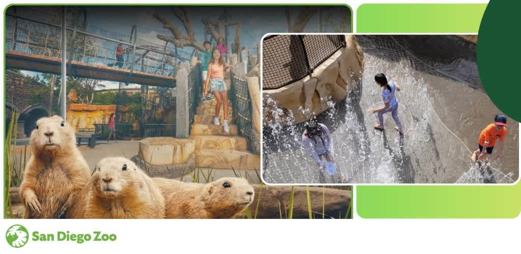 Visitors enjoy animals and water activities at San Diego Zoo with exhibits and interactive experiences for all ages