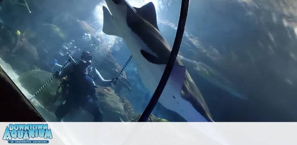 A diver interacts with a large fish underwater at an aquarium exhibit.