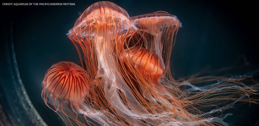 Group of orange jellyfish swimming underwater in a dark ocean scene