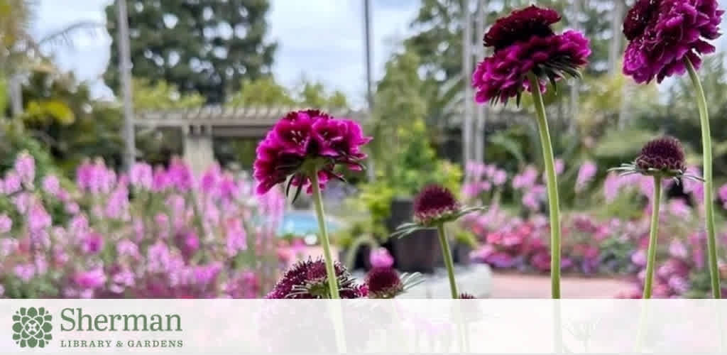Colorful flower garden in bloom at Sherman Library & Gardens