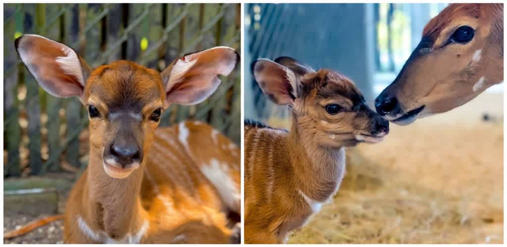 Pair of baby deer with large ears and brown fur, one resting outdoors and one interacting with an adult deer indoors.