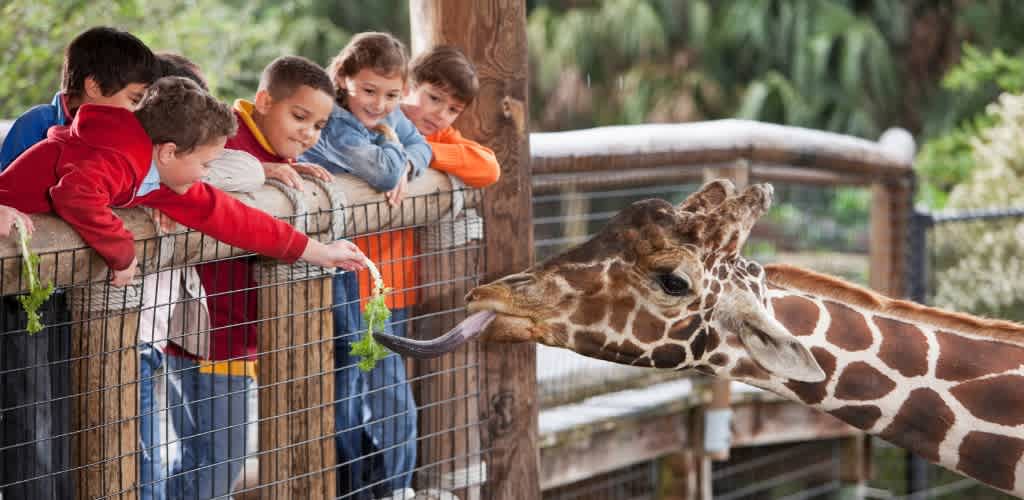 Group of children leaning over a fence feeding a giraffe at the zoo
