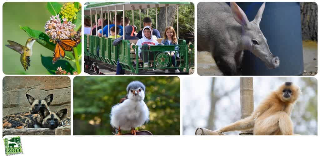 Images depict butterflies and hummingbirds, zoo visitors on a train ride, a hippopotamus, two resting dogs, a bird, and a monkey on a tree branch.