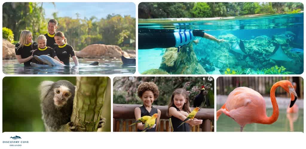 Group of children and adults enjoying a dolphin encounter, underwater view of marine life, and close-up of a cute monkey, birds, and a flamingo at Discovery Cove Orlando