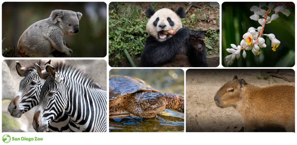 A collage of animals and plants at the zoo including koalas, pandas, orchids, zebras, a turtle, and a capybara