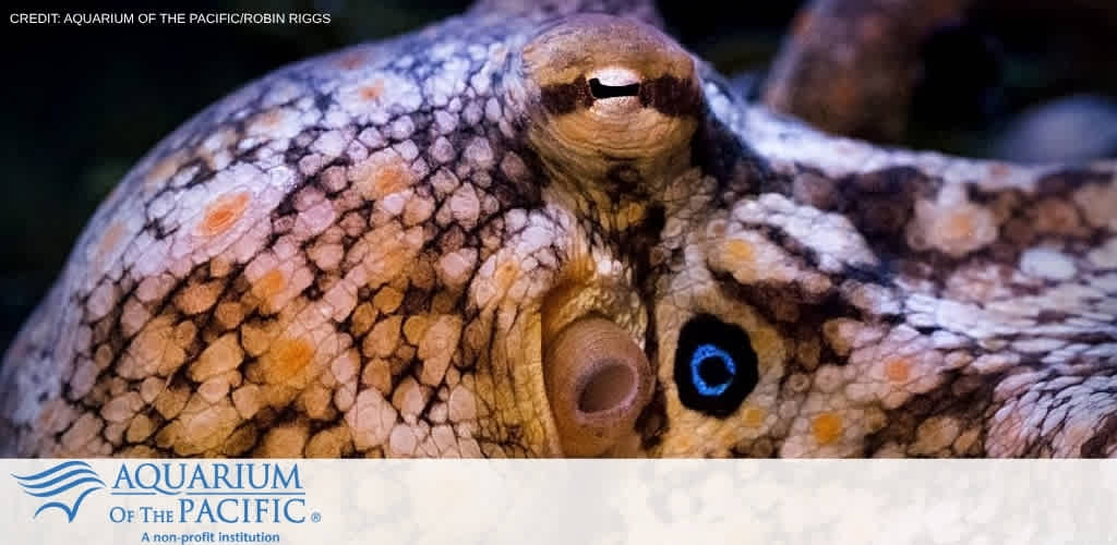 Close-up of a cephalopod with textured skin, large eye, and a surrounding aquatic environment at the Aquarium of the Pacific Robin Riggs.