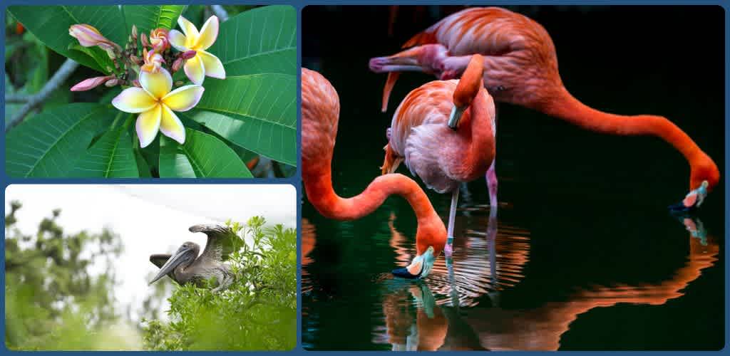 Group of flamingos and birds in a natural wetland environment with lush green foliage and colorful flowers.