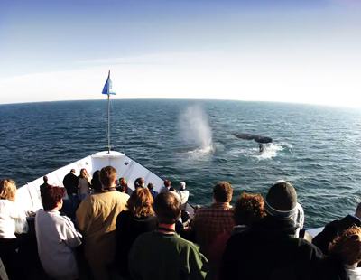 Passengers on a boat watch whales surfacing and spouting water in the ocean.