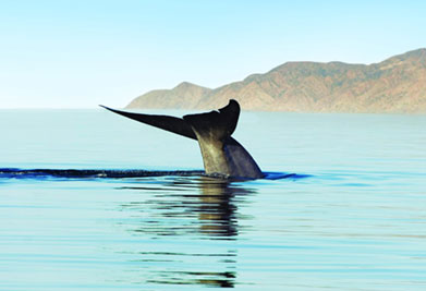 San Diego Whale & Dolphin Watching Cruise