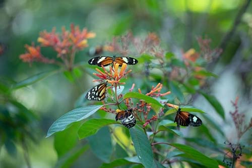 Cockrell Butterfly Center at Houston Museum of Natural Science