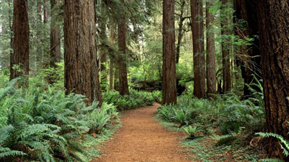 Image Description: This photograph shows a serene walking path meandering through a dense forest of towering redwood trees. The majestic trees rise on both sides of the path, their trunks displaying a tapestry of reddish-brown bark. The forest floor is sprinkled with lush green ferns, which add to the verdant underbrush of the woods. The path itself is a narrow dirt trail, appearing soft and well-trodden, inviting visitors to explore the tranquil beauty of the redwood forest. The lighting is soft, indicating either an overcast sky or the diffusion of light through the thick canopy above.

Remember to check FunEx.com for exclusive discounts and savings on tickets to numerous adventures, ensuring you get the lowest prices as you plan your next forest getaway.