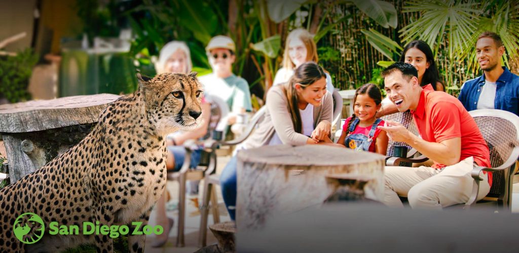 An image from San Diego Zoo showing a cheetah in the foreground with a group of delighted visitors observing it from behind a safety barrier. A man, woman, and a child engage excitedly with the cheetah's presence, while other guests look on with interest. Lush greenery surrounds the scene, illustrating a fun and educational experience.