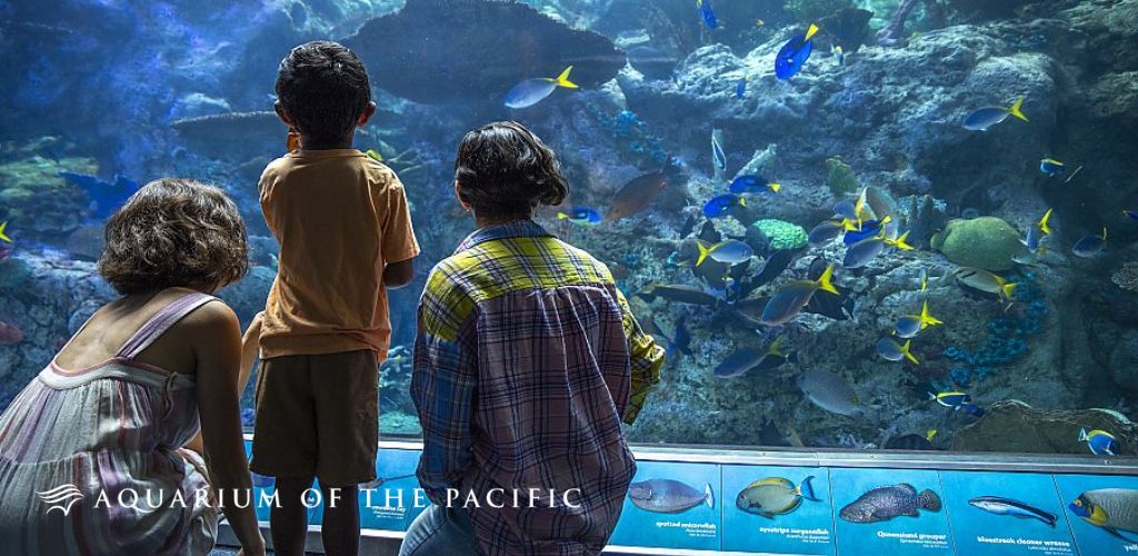 Three individuals are standing in front of a large aquarium window, observing a variety of colorful fish swimming among underwater rocks and coral. Bright blue and yellow fish are prominent, creating a serene underwater scene. An educational panel with fish illustrations is visible along the bottom of the window. The aquarium is identified as the 'Aquarium of the Pacific.'