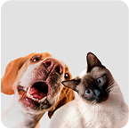 Pets