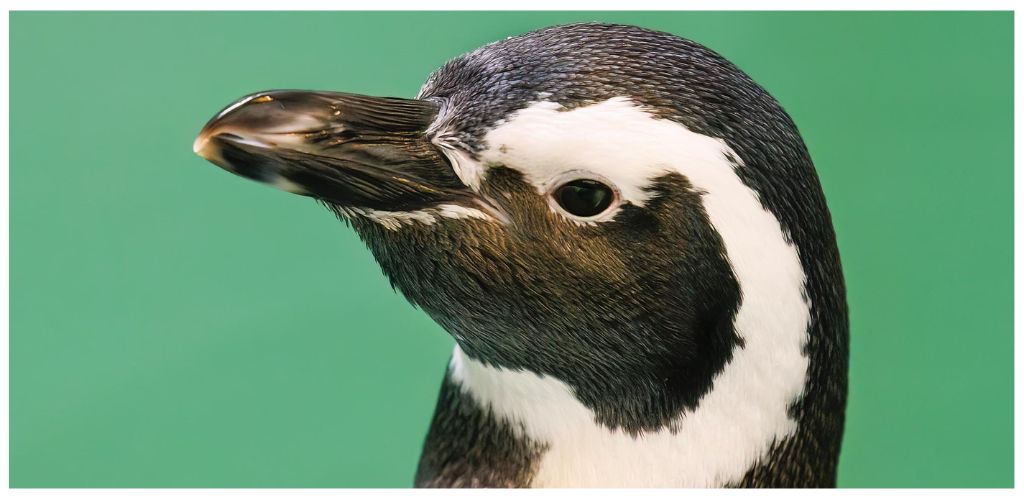Close-up of a penguin's head showing black and white feathers and a dark eye against a green background