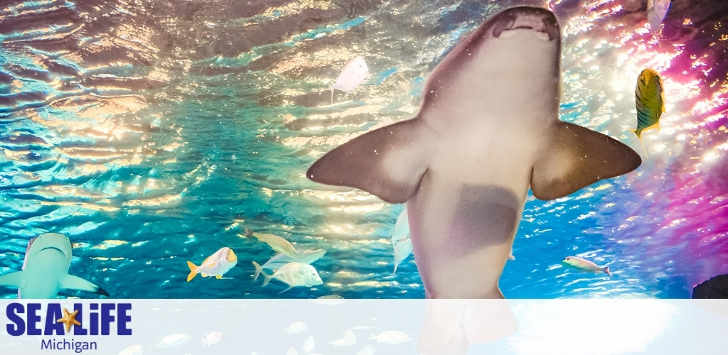 An aquarium scene featuring a large shark swimming upward amidst colorful fish and shimmering blue water.