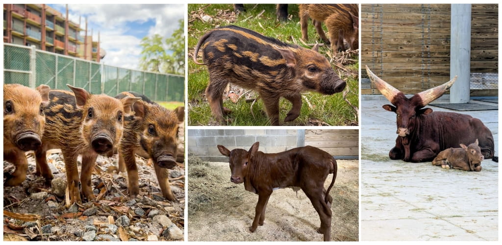 Group of baby pigs, wild boar piglet, young cow, and adult yak with calf in a farmyard setting