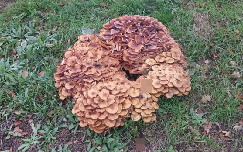 Herfst op een bouwplaats 2018