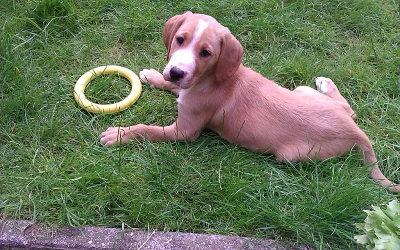 luka
