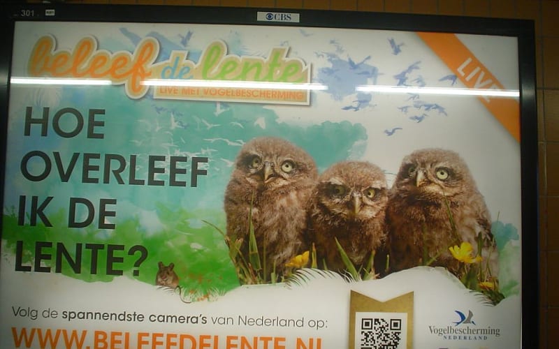 Hoe overleef ik de lente? 