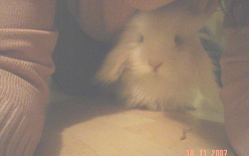 Loeloe mijn wollige snoesje :)