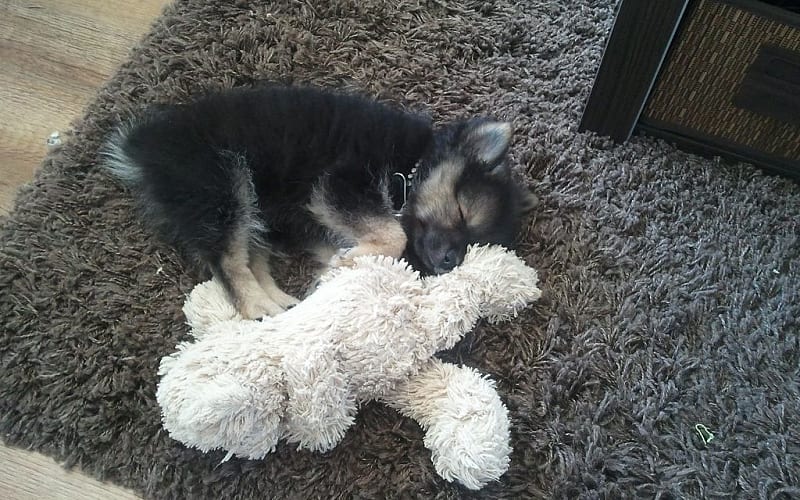 Schaap in wolfskleren