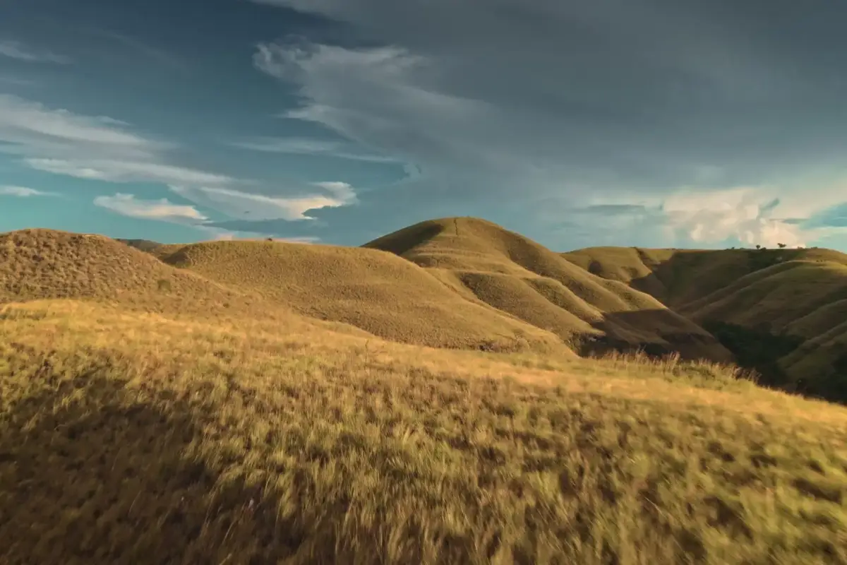 Aerial view of golden hills and open meadows in Sumba