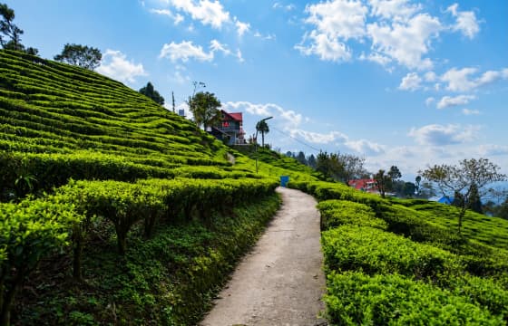 5N 6D Sittong  Takdah Rishikhola Offbeat Tour Plan