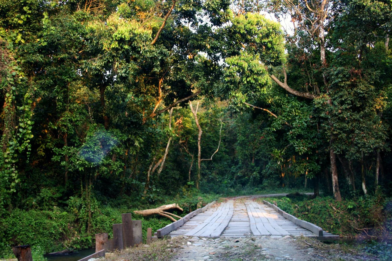 4N 5D Murti Chilapata Dooars Offbeat  Jungle Tour Plan Jungle  - Day 3
