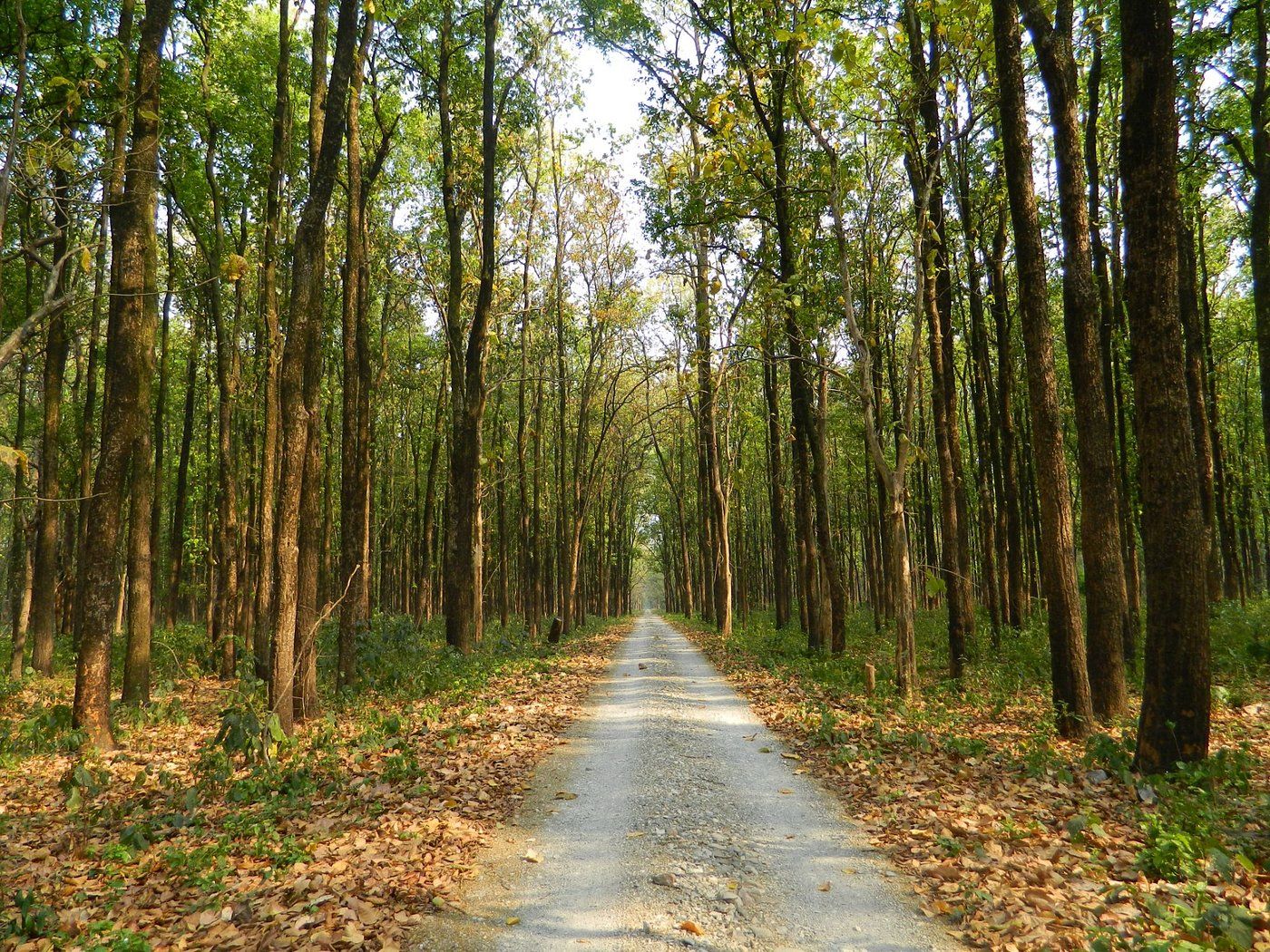 4N 5D Lataguri Jaldapara Dooars Offbeat Tour Plan