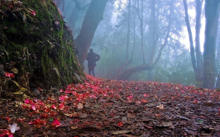 4N 5D Okhrey & Kaluk with Pelling 2N West Sikkim Tour Plan - Day 5