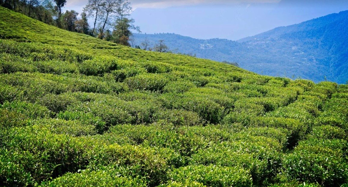 4N 5D Borong and Temi with Gangtok South Sikkim Tour Plan - Day 2