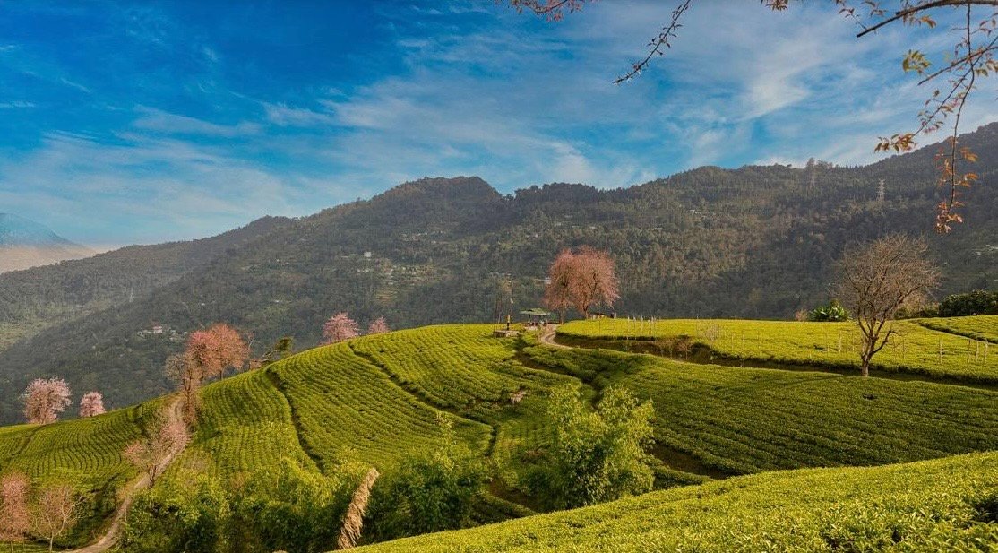 4N 5D Sadam and Temi with Gangtok South Sikkim Tour Plan - Day 2