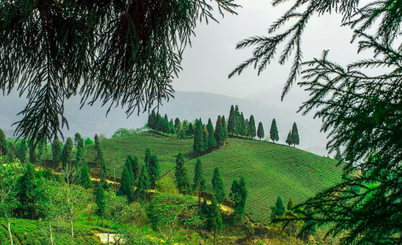 3N 4D Darjeeling Himalayan Heritage Tour Plan - Day 3