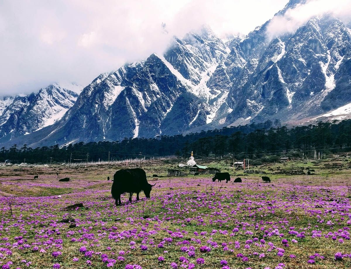 8N 9D Gangtok ,Lachung and Pelling with Darjeeling Tour Plan - Day 4