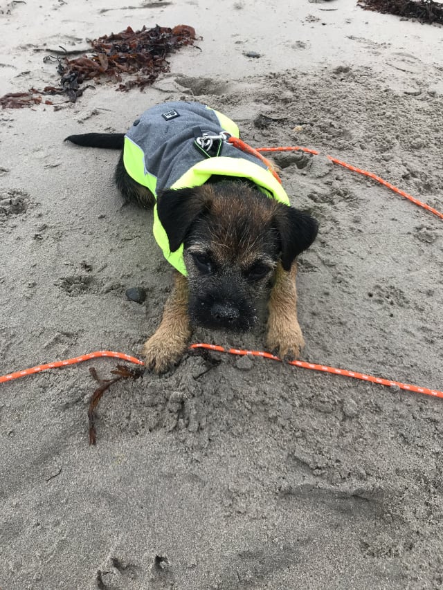 Rudy on Ganavan Sands