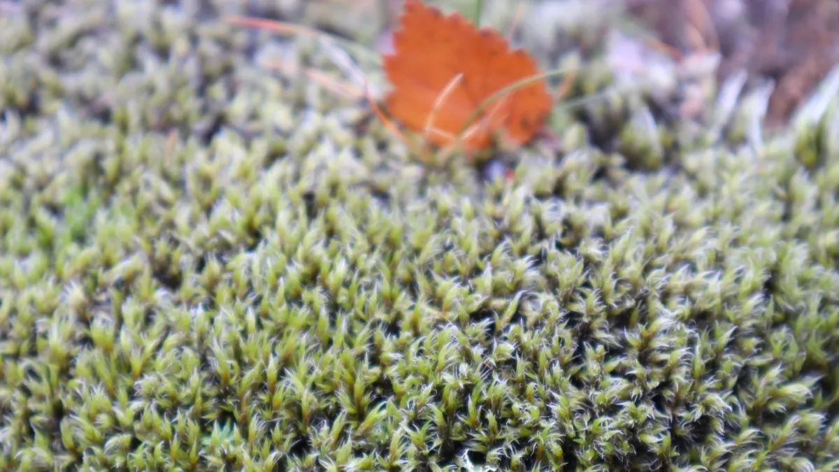 Boerenstand geofferd voor kommavlinder, tapuit en twee soorten mos?