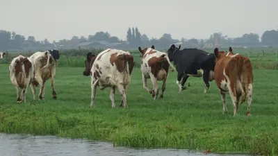 Provincie Utrecht duwt platteland verder in het nauw: FVD waarschuwt voor dwangpolitiek