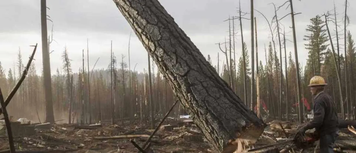 Biomassa: de bomen zijn op in 2030