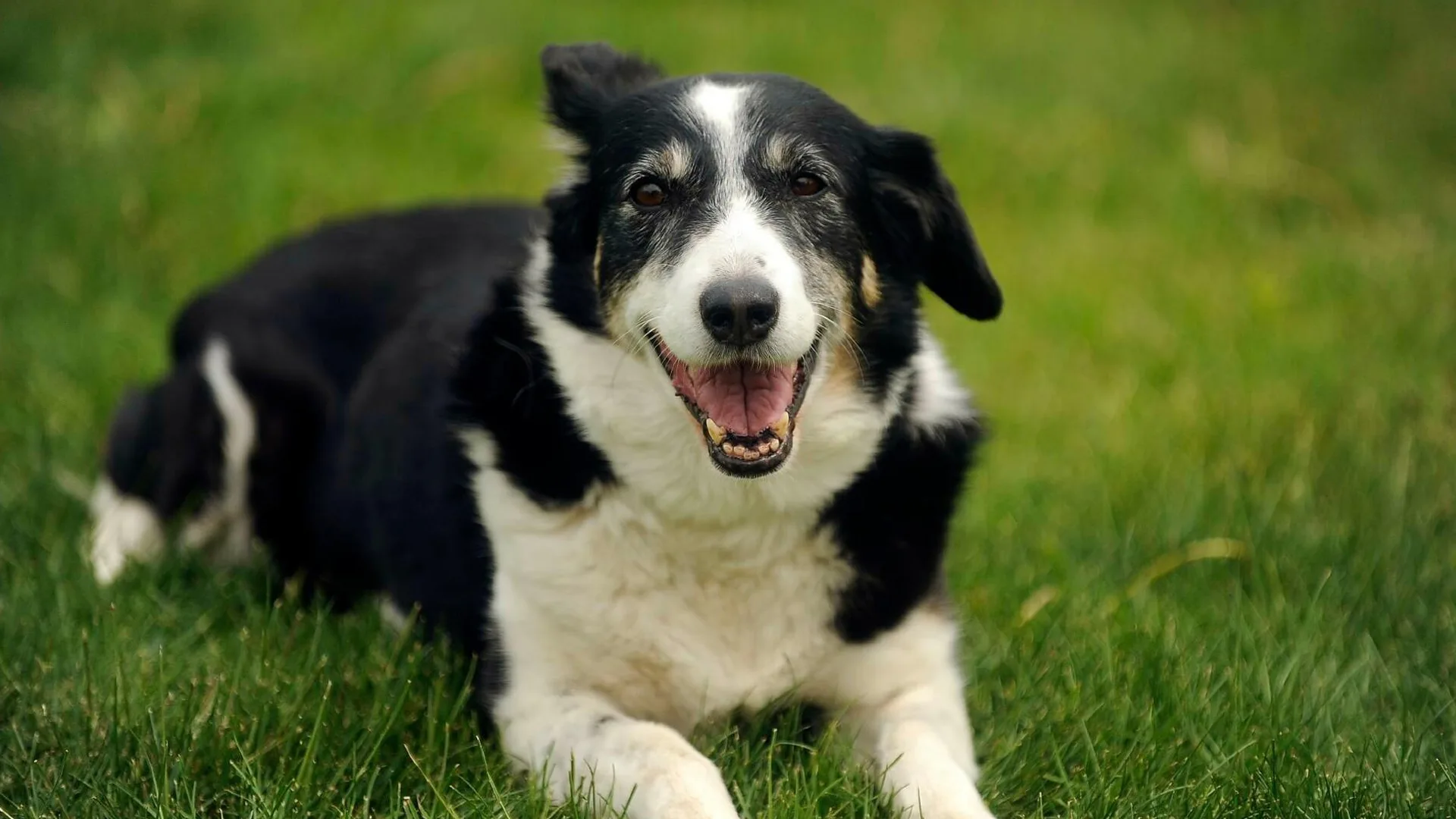 Dierenwelzijn