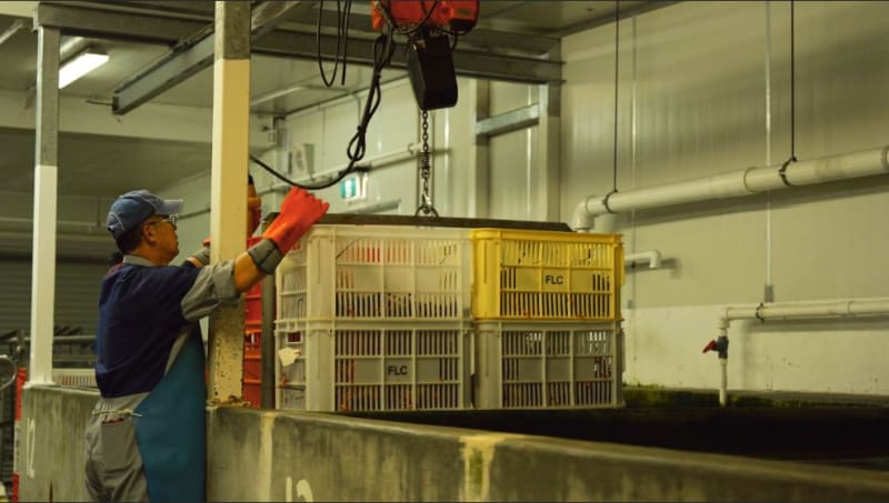 Fiordland Lobster Company