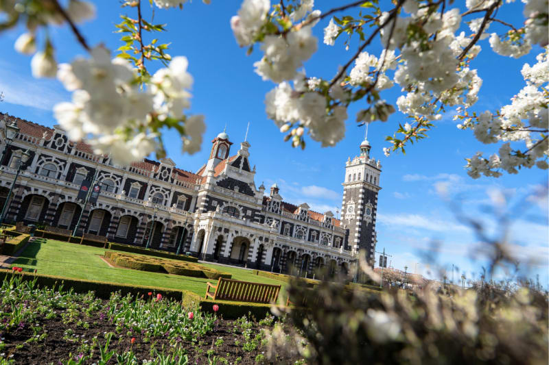 Ornate historic Dunedin Railway Station with its clock tower behind manicured gardens and blooming white cherry blossoms.