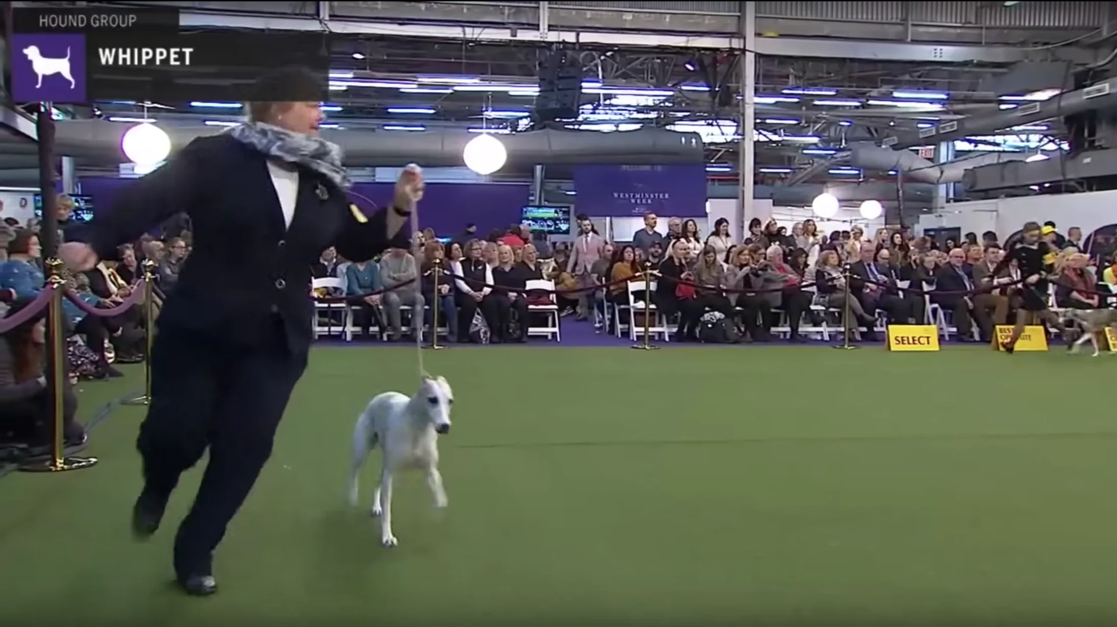 kennel club whippet