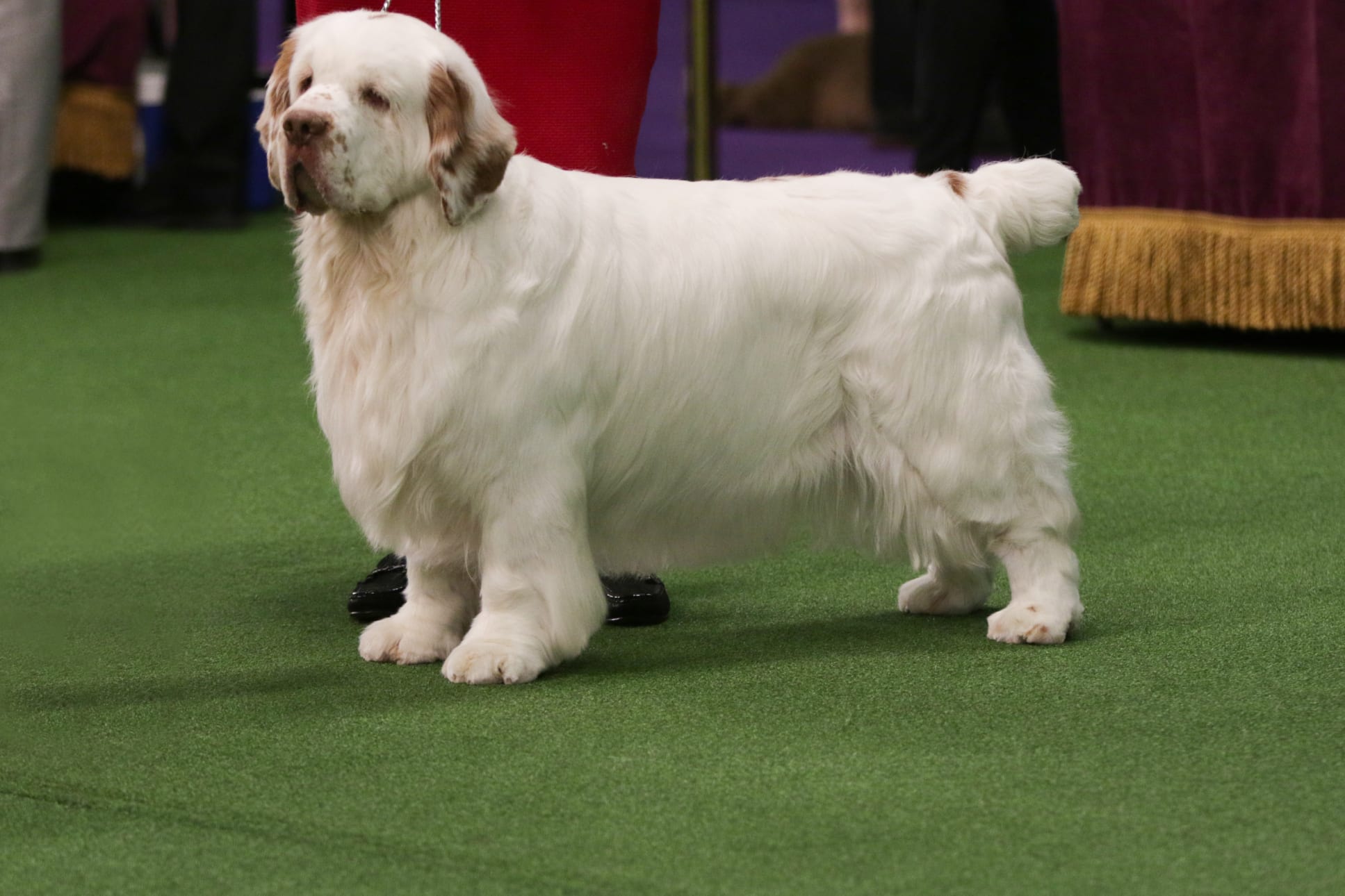 Clumber Spaniel