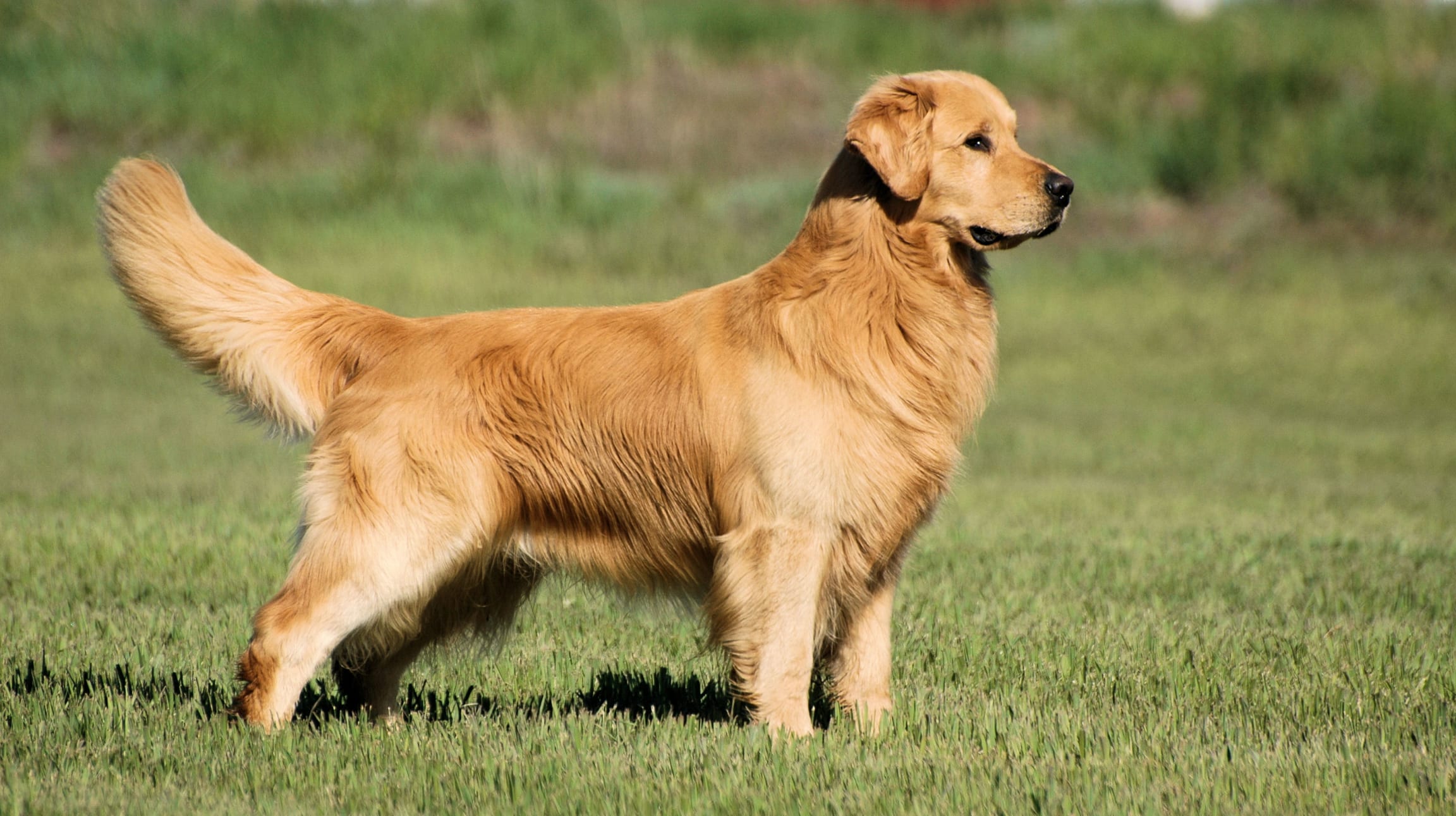 Das Wesen des Golden Retrievers