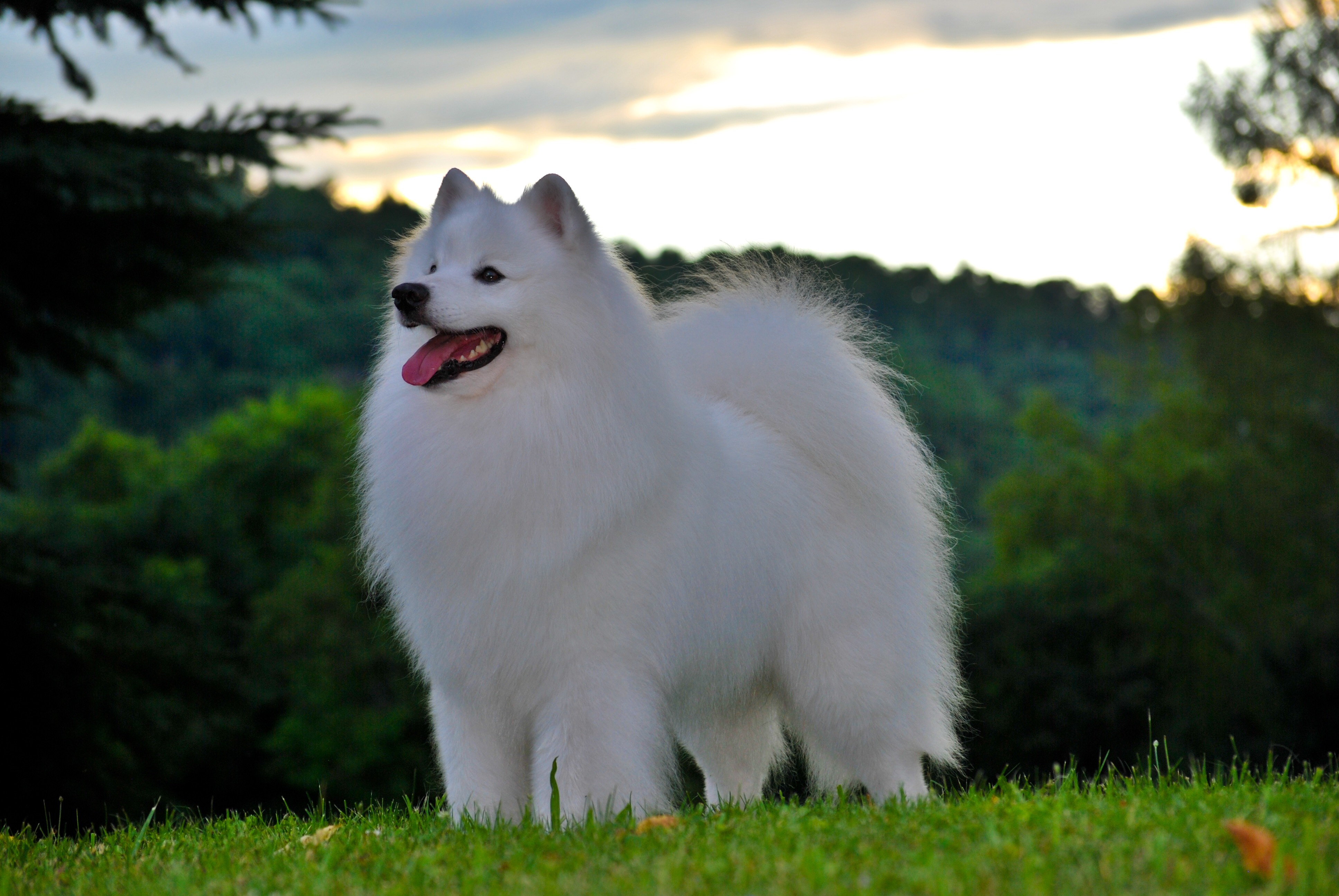 American Eskimo Dog Breed Pictures Care Guide JJFEH