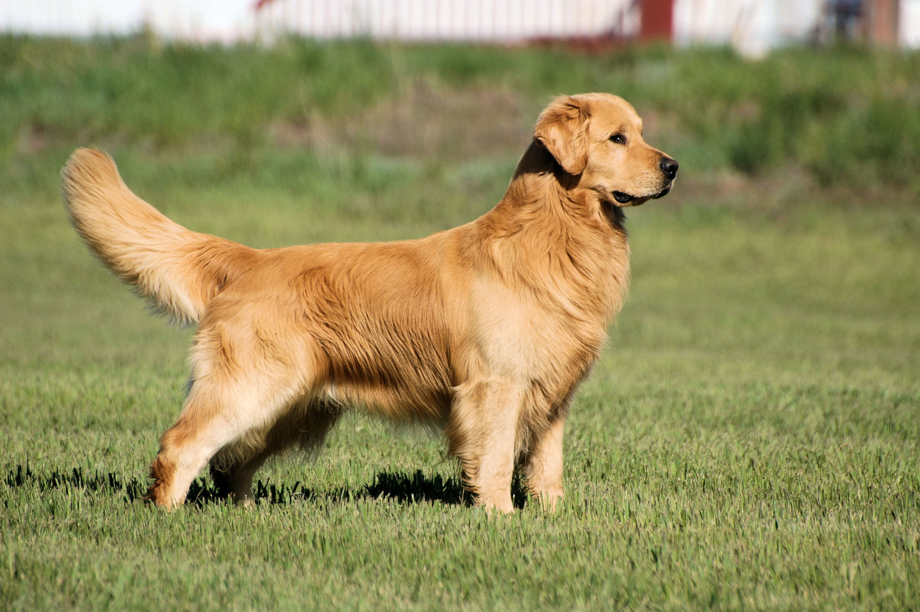 Der Golden Retriever Hund - May 1