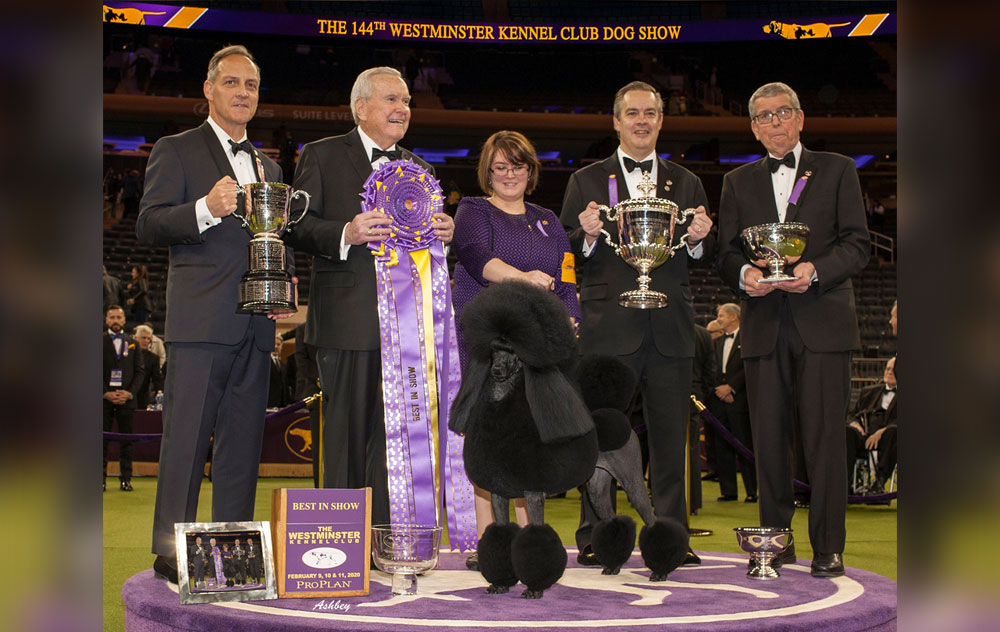 2020 Best In Show Image