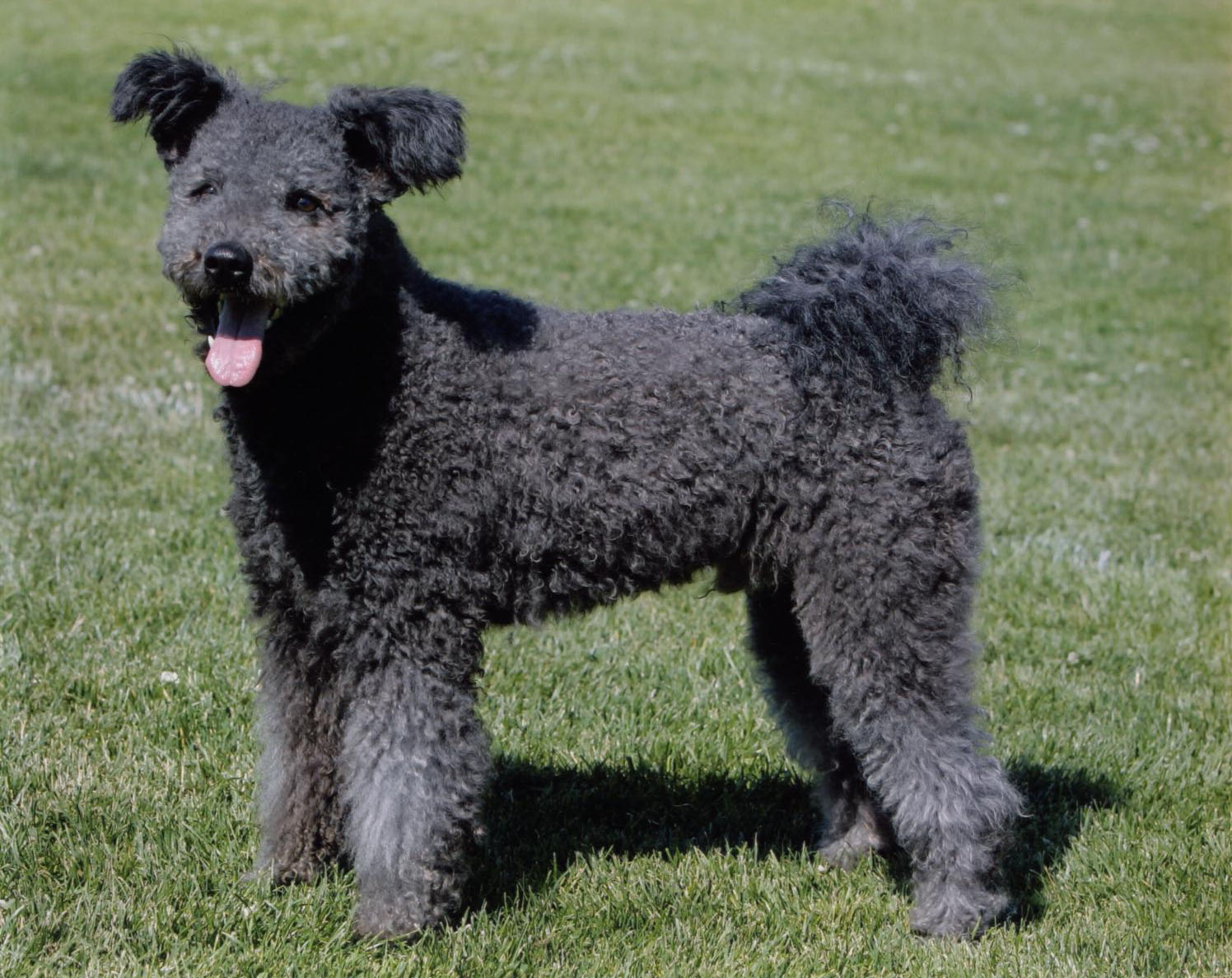 Pumi